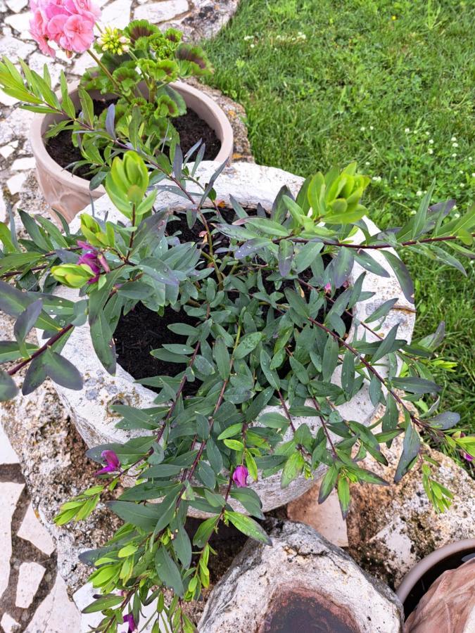 Apartmani Jurman Matohanci Luaran gambar